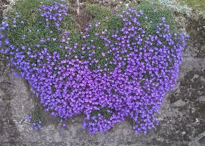 فندق مبيت وإفطار Casa Torre Ono Degno